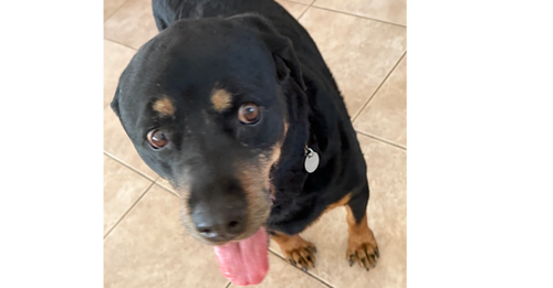 picture of the dog needing adoption