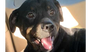 adoptable Dog in  named Dragon