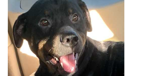 picture of the dog needing adoption