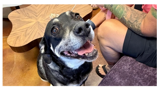 PRECIOUS - Labrador Retriever / Tibetan Mastiff for adoption in Chandler