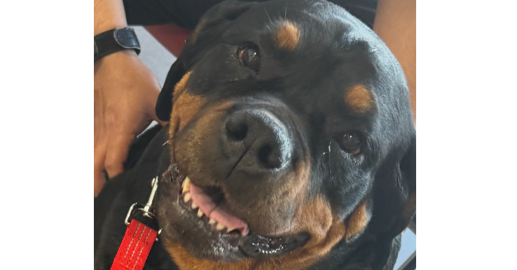 adoptable Dog in Gilbert, AZ named Nadia