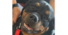 adoptable Dog in  named Nadia