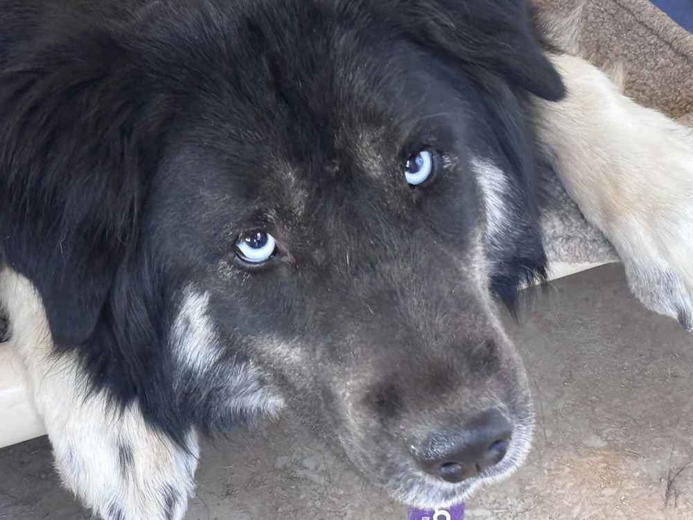 adoptable Dog in Gilbert, AZ named Fluffy