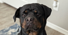 adoptable Dog in  named Kona