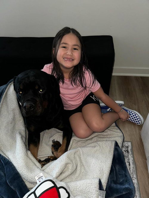 KONA - Rottweiler available for adoption