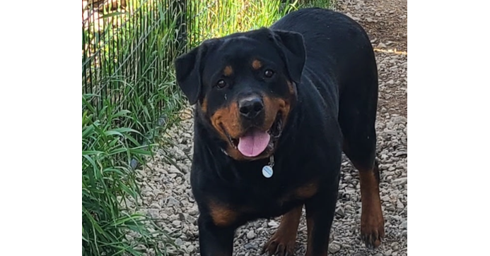 adoptable Dog in Gilbert, AZ named Stefanie