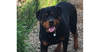adoptable Dog in  named Stefanie