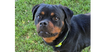 adoptable Dog in  named June