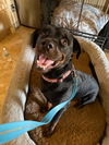adoptable Dog in , AZ named Luke