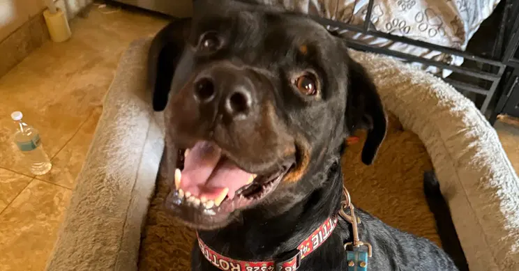 Luke - Rottweiler