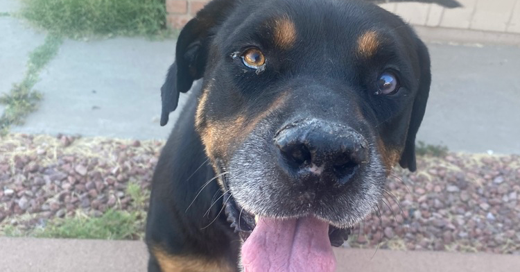 adoptable Dog in Gilbert, AZ named Maxwell