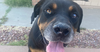 adoptable Dog in , AZ named Maxwell