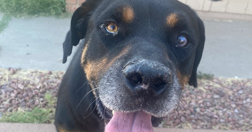 MAXWELL - Rottweiler available for adoption