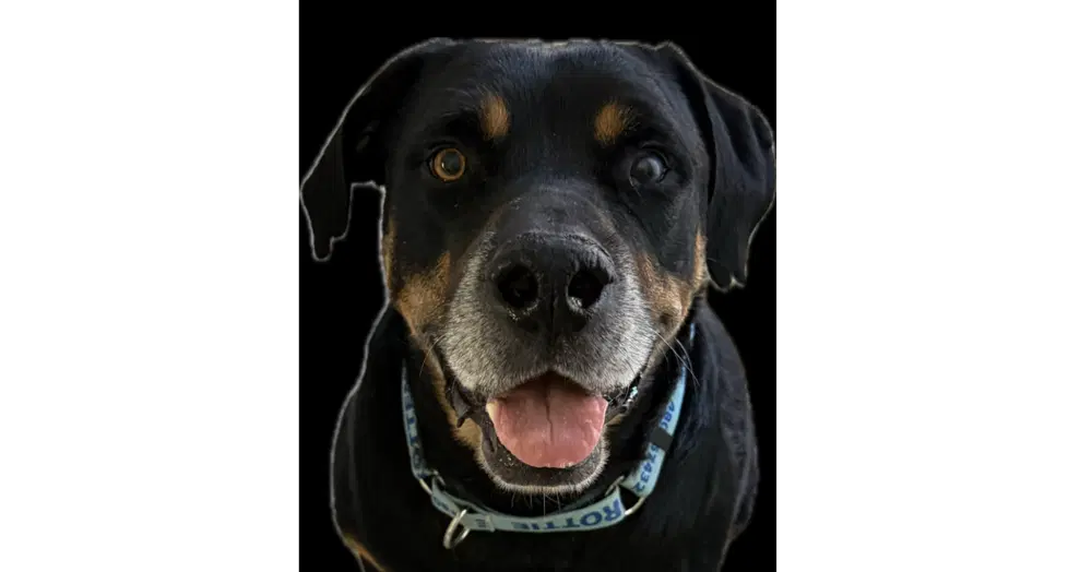 Maxwell - Rottweiler