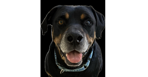 MAXWELL - Rottweiler for adoption in Chandler