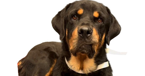 picture of the dog needing adoption