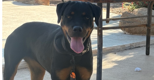 picture of the dog needing adoption