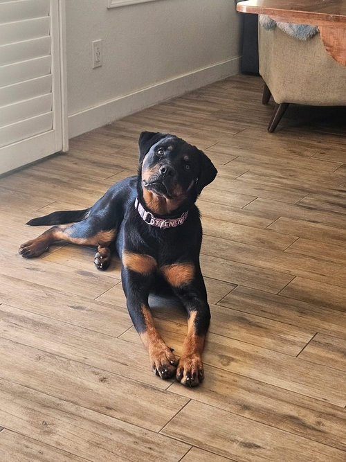 JASMINE - Rottweiler available for adoption