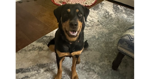 picture of the dog needing adoption