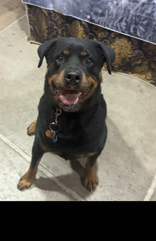 LUKE 2021 - Rottweiler available for adoption