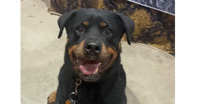 Luke - Rottweiler