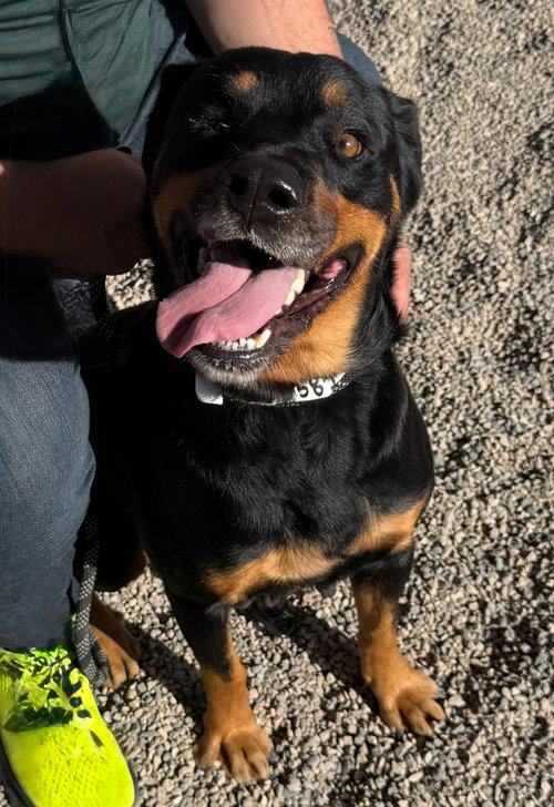 picture of the dog needing adoption
