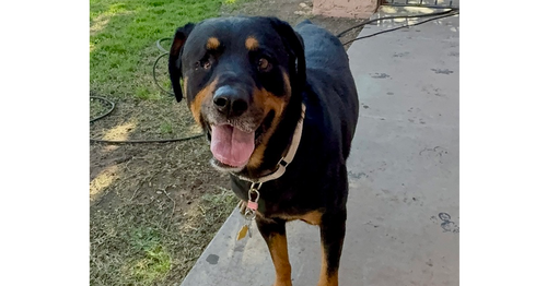 MATILDA - Rottweiler available for adoption