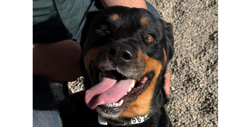 MATILDA - Rottweiler available for adoption