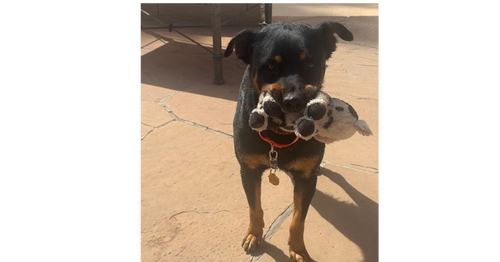 CUPCAKE - Rottweiler for adoption in Chandler