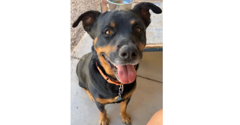 Cupcake - Rottweiler