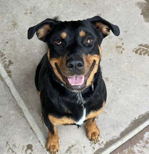 picture of the dog needing adoption