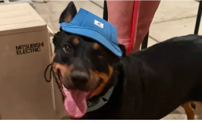 Obi - Rottweiler
