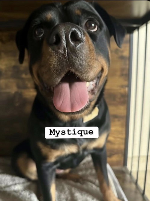 picture of the dog needing adoption