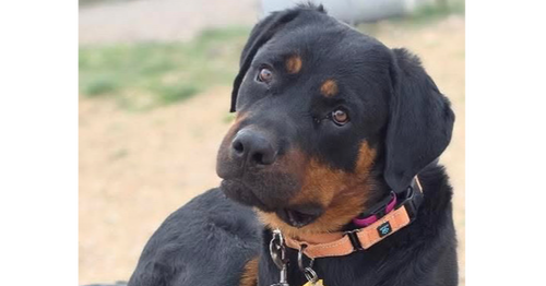 WAVEY - Rottweiler available for adoption