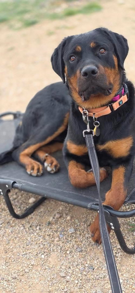 WAVEY - Rottweiler available for adoption