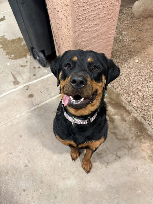 Sasha, an adoptable Rottweiler in Gilbert, AZ