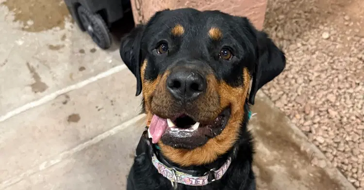 Sasha - Rottweiler
