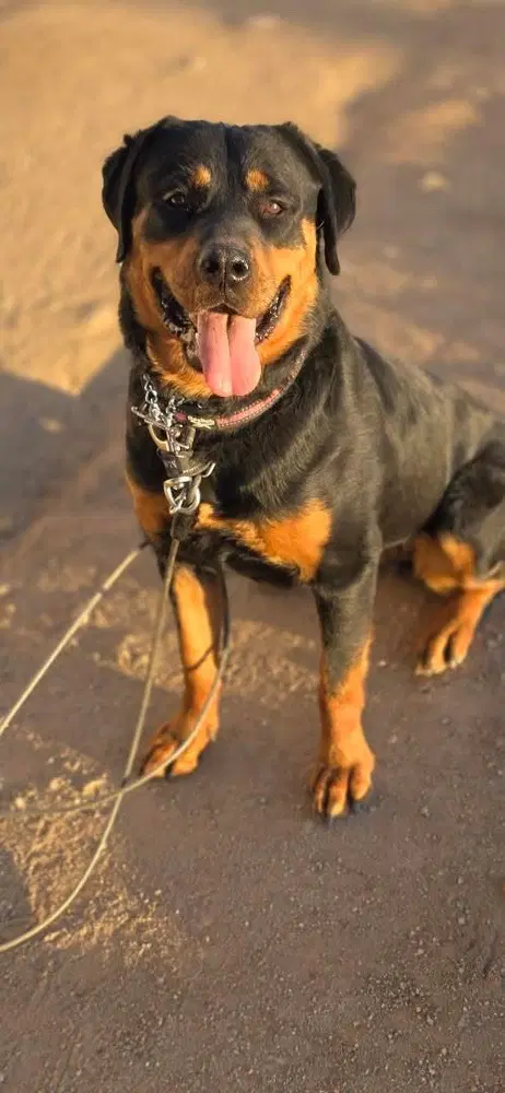 Sasha image 3