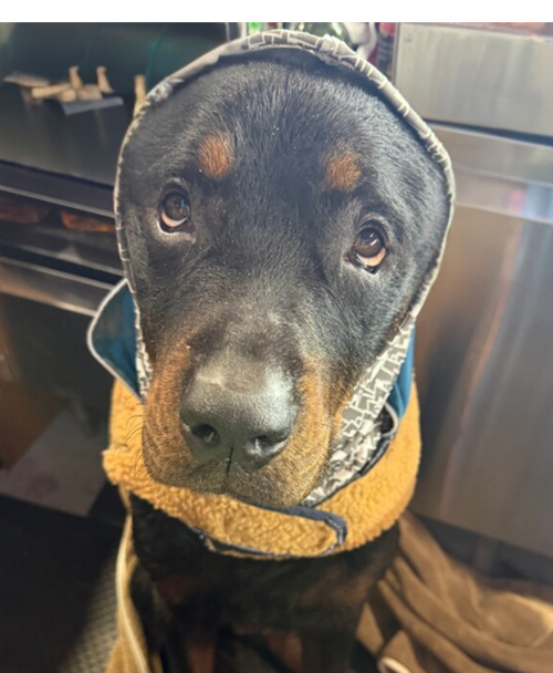 JACKSON - Rottweiler available for adoption