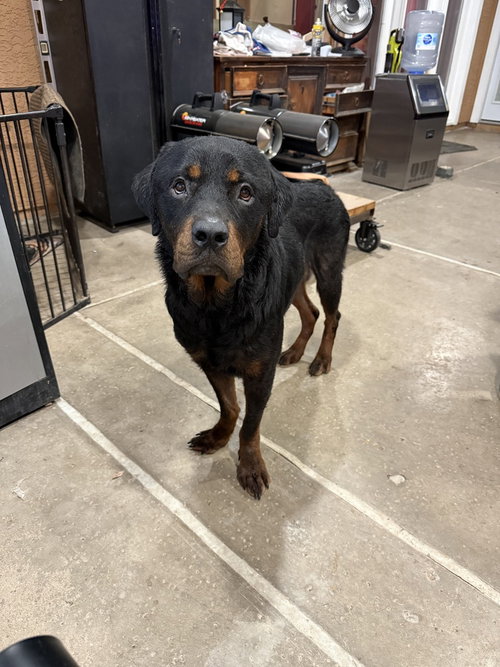 JACKSON - Rottweiler available for adoption