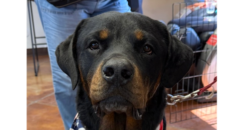 Jackson, an adoptable Rottweiler in Gilbert, AZ