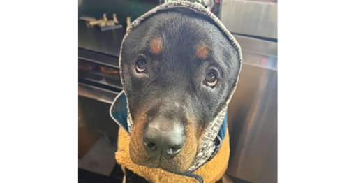 JACKSON - Rottweiler for adoption in Chandler