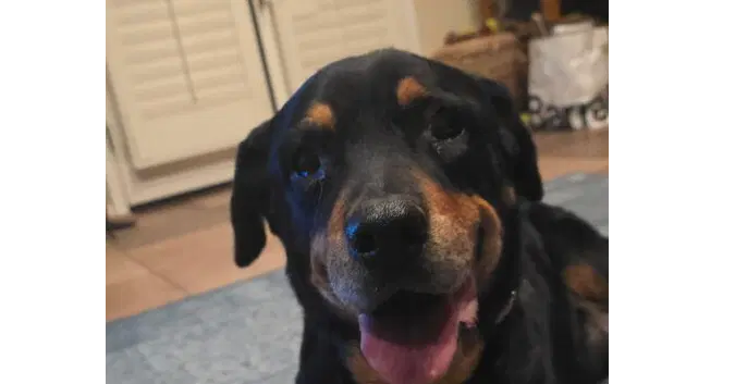 Lillie - Rottweiler