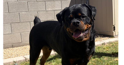 Niko, an adoptable Rottweiler in Gilbert, AZ