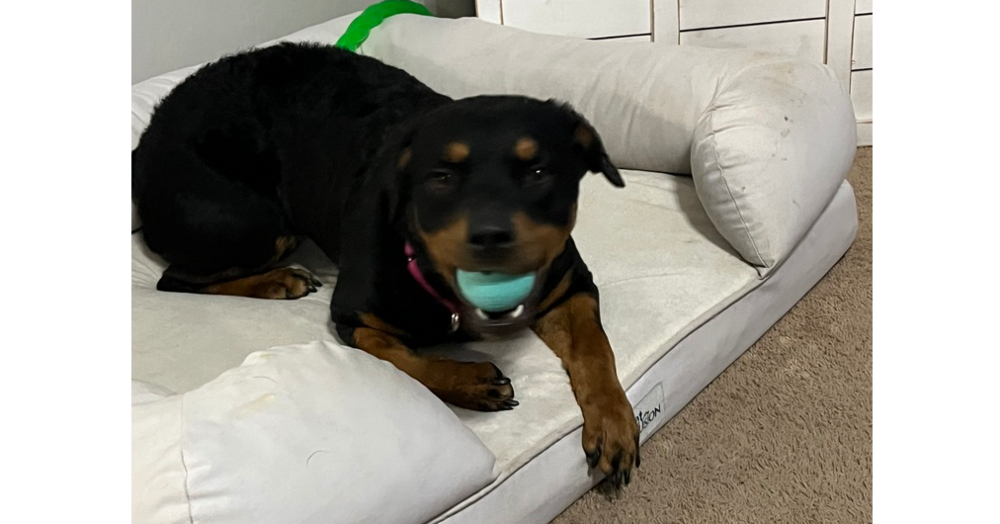 Rottweiler