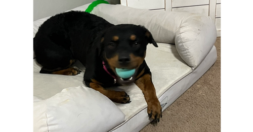 picture of the dog needing adoption