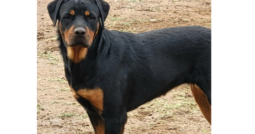 Scarlet, an adoptable Rottweiler in Gilbert, AZ