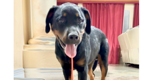 Porter, an adoptable Rottweiler in Gilbert, AZ