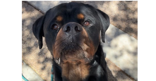 Avery, an adoptable Rottweiler in Gilbert, AZ