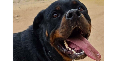Bam, an adoptable Rottweiler in Gilbert, AZ